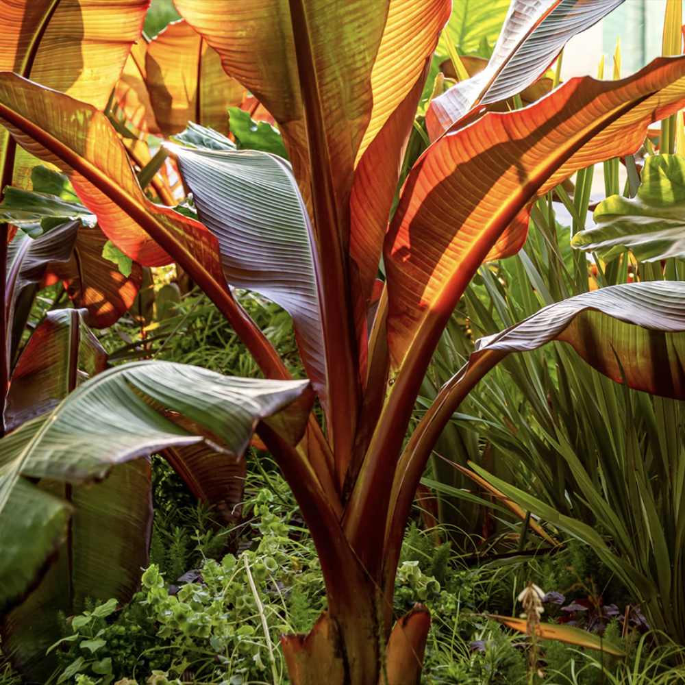 Bananier rosu (Ensete ventricosum Maurelii), planta exotica mare, decorativa, pentru interior si terasa