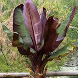 Bananier rosu (Ensete ventricosum Maurelii), planta exotica mare, decorativa, pentru interior si terasa