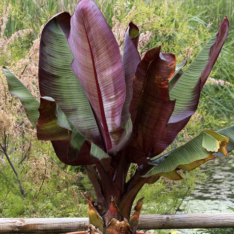 Bananier rosu Etiopian (Ensete ventricosum Maurelii), planta exotica mare, decorativa, pentru interior si terasa