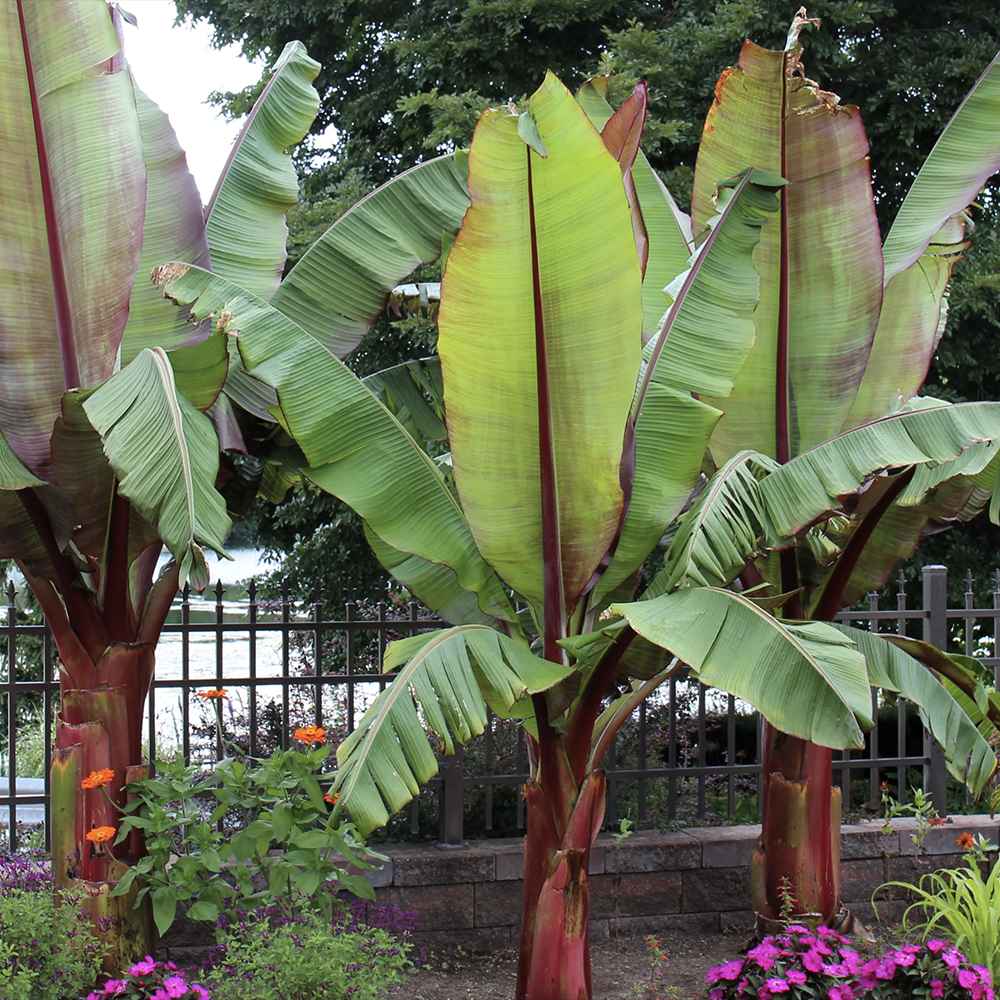 Bananier rosu (Ensete ventricosum Maurelii), planta exotica mare, decorativa, pentru interior si terasa