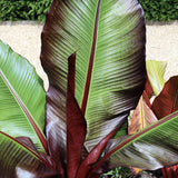 Червен банан (Ensete ventricosum Maurelii), 70-80 см, екзотично голямо декоративно растение, за интериор и тераса