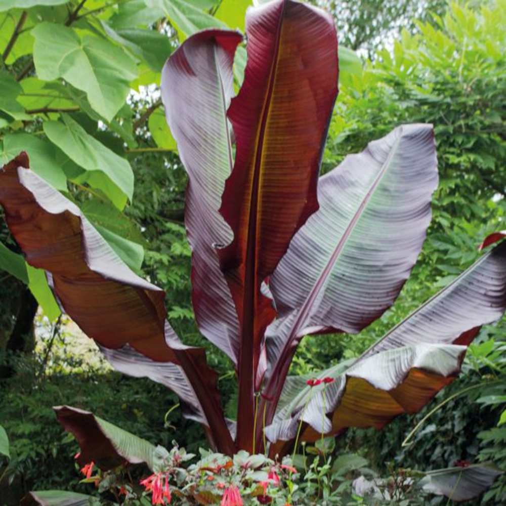 Bananier rosu (Ensete ventricosum Maurelii), planta exotica mare, decorativa, pentru interior si terasa