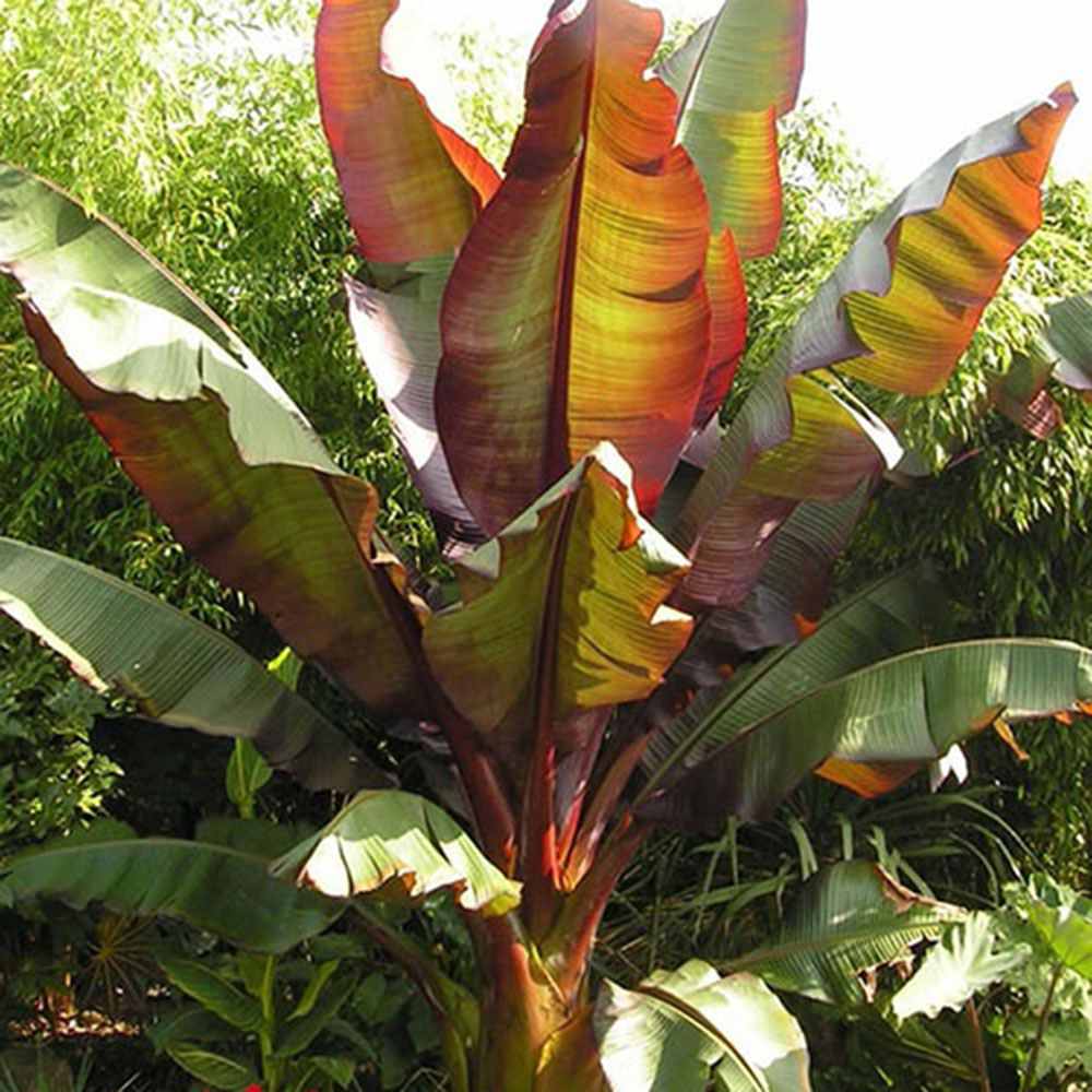 Bananier rosu (Ensete ventricosum Maurelii), planta exotica mare, decorativa, pentru interior si terasa