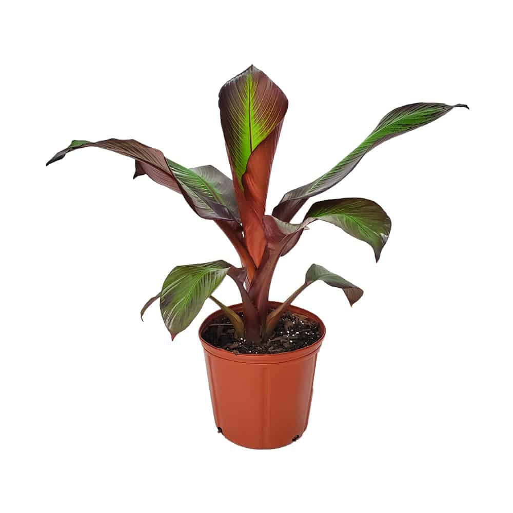Bananier rosu (Ensete ventricosum Maurelii), planta exotica mare, decorativa, pentru interior si terasa