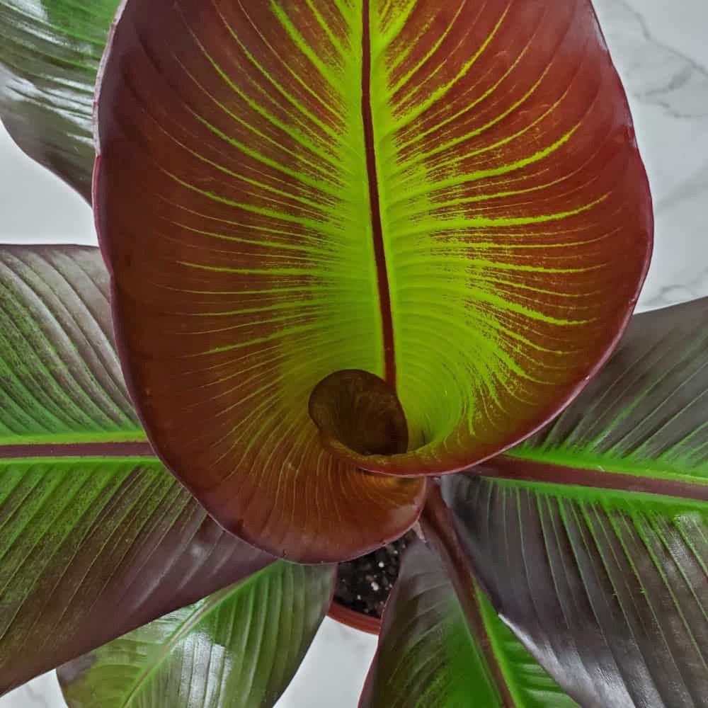 Bananier rosu (Ensete ventricosum Maurelii), planta exotica mare, decorativa, pentru interior si terasa