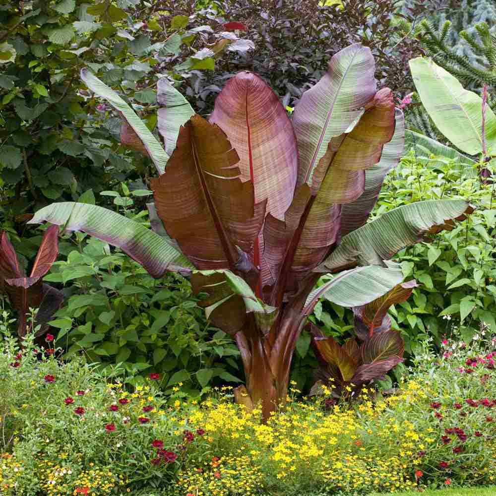Bananier rosu (Ensete ventricosum Maurelii), planta exotica mare, decorativa, pentru interior si terasa