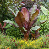 Bananier rosu (Ensete ventricosum Maurelii), planta exotica mare, decorativa, pentru interior si terasa