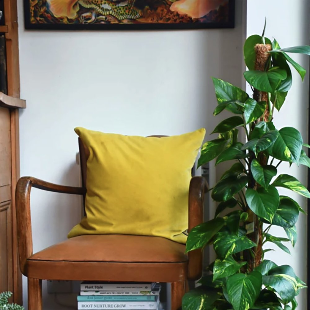 Дяволски бръшлян Epipremnum Aureum (с опора), стайно висящо растение с зелено-жълти пъстри листа - 160 см