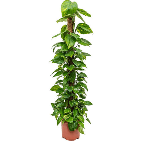 Дяволски бръшлян Epipremnum Aureum (С опора) - 160 см