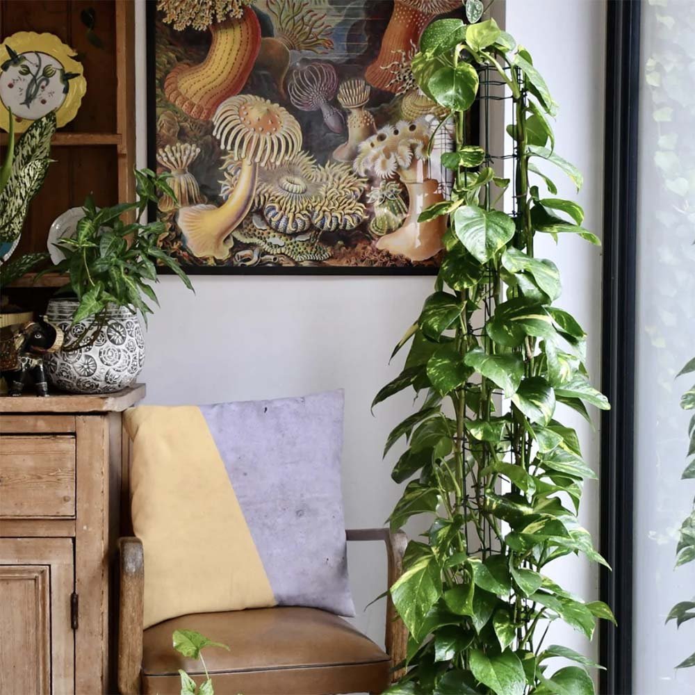 Дяволски бръшлян Epipremnum Aureum (с опора), стайно висящо растение с зелено-жълти пъстри листа - 160 см