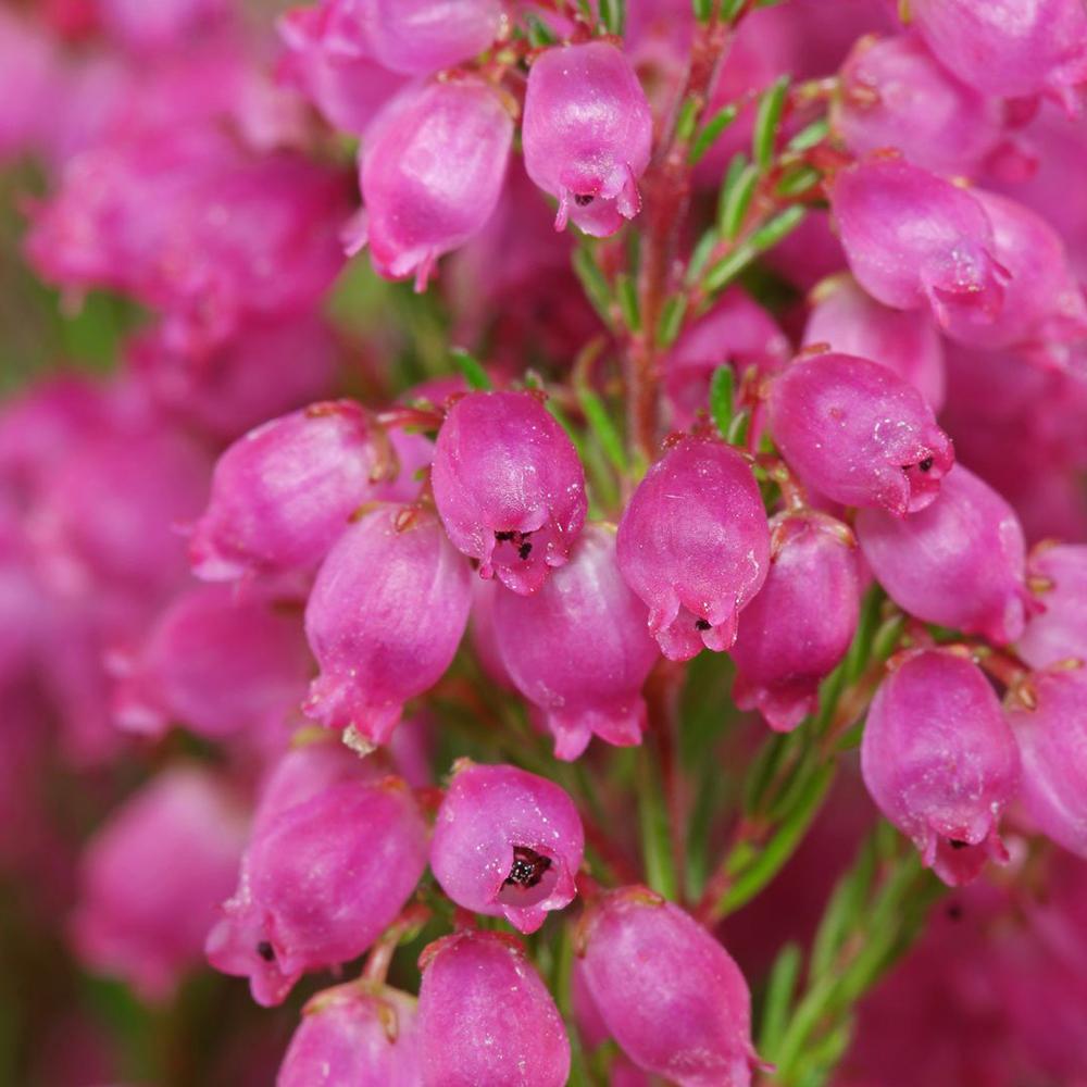 Erica Gracilis