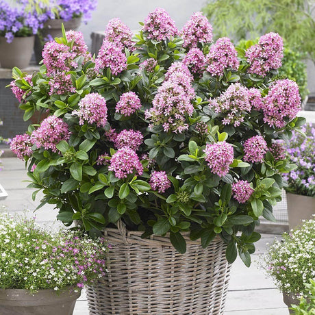 Escallonia laevis Pink Elle