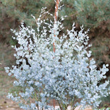 Евкалипт Eucalyptus gunnii 'Silverana' – декоративен храст със сребристо ароматно листо