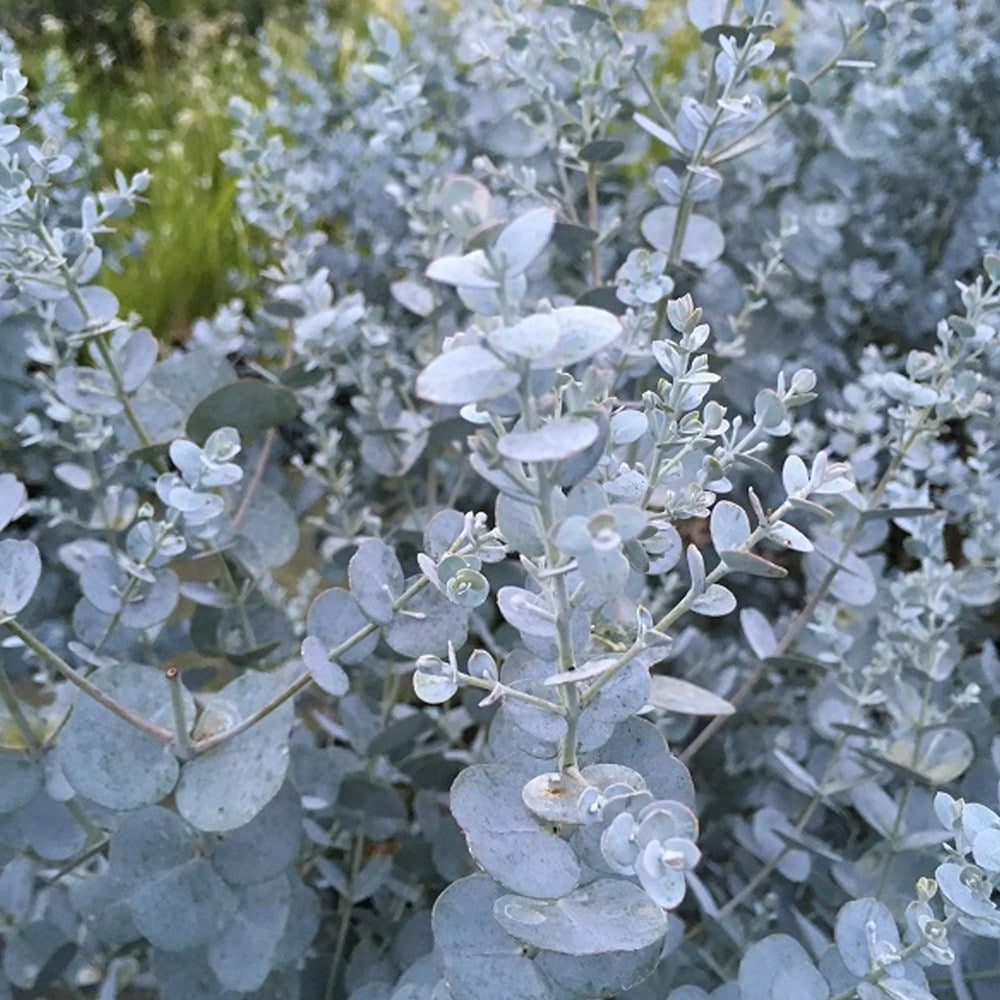 Евкалипт Eucalyptus gunnii 'Silverana' – декоративен храст със сребристо ароматно листо