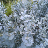 Евкалипт Eucalyptus gunnii 'Silverana' – декоративен храст със сребристо ароматно листо