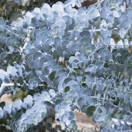 Евкалипт Eucalyptus gunnii 'Silverana' – декоративен храст със сребристо ароматно листо