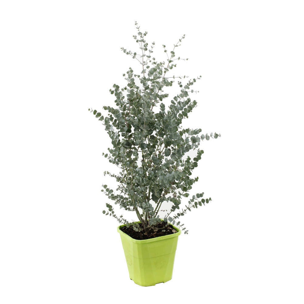 Евкалипт Eucalyptus gunnii 'Silverana' – декоративен храст със сребристо ароматно листо