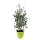 Евкалипт Eucalyptus gunnii 'Silverana' – декоративен храст със сребристо ароматно листо
