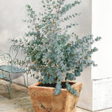 Евкалипт Eucalyptus gunnii 'Silverana' – декоративен храст със сребристо ароматно листо