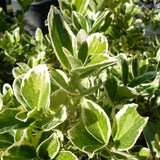 Salba Japoneza (Euonimus Albomarginatus)