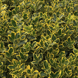 Salba Japoneza Euonimus Aureomarginatus