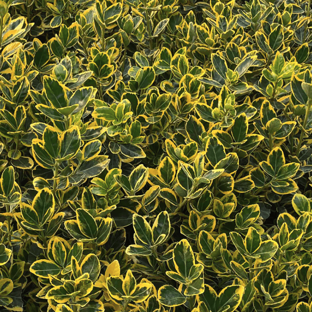 Salba Japoneza Euonimus Aureomarginatus