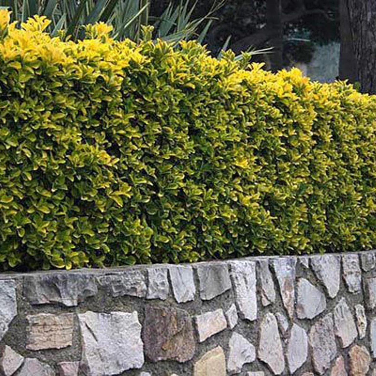 Salba Japoneza Euonimus Aureomarginatus