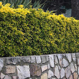 Salba Japoneza Euonimus Aureomarginatus