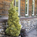 Salba Japoneza Euonimus Aureomarginatus