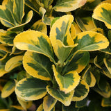 Salba Japoneza Euonimus Elegantissimus Aureus