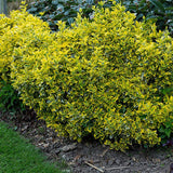 Salba Japoneza Euonimus Emerald 'N' Gold