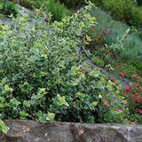 Salba Japoneza Euonimus Emeralds Gaiety