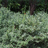 Salba Japoneza Euonimus Emeralds Gaiety