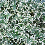 Salba Japoneza Euonimus Emeralds Gaiety