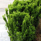 Salba Japoneza Euonimus Green Rocket