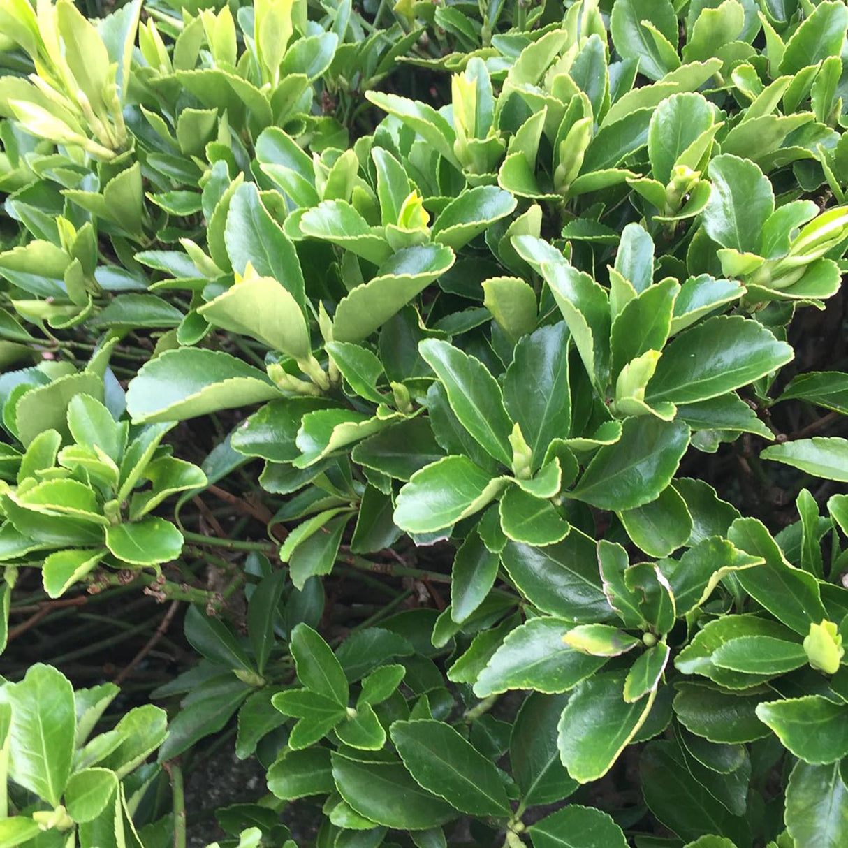 Salba Japoneza Euonimus Green Rocket