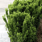 Salba Japoneza Euonimus Japonicus