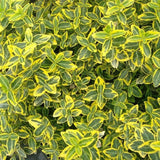 Salba Japoneza Euonimus Japonicus Aureus
