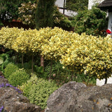 Salba Japoneza Euonimus Japonicus Aureus - Tip Copac