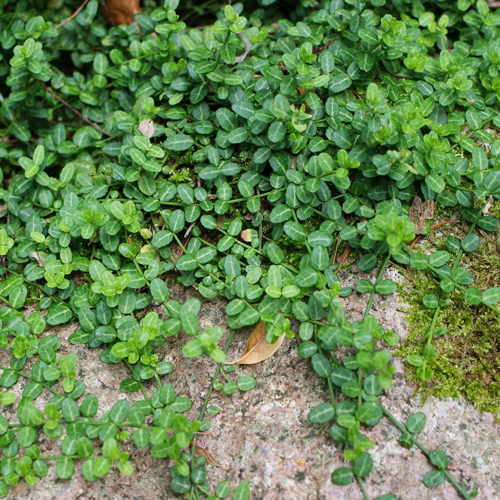 Salba Japoneza Euonimus Minimus