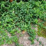 Salba Japoneza Euonimus Minimus