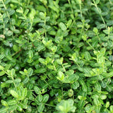 Salba Japoneza Euonimus Minimus