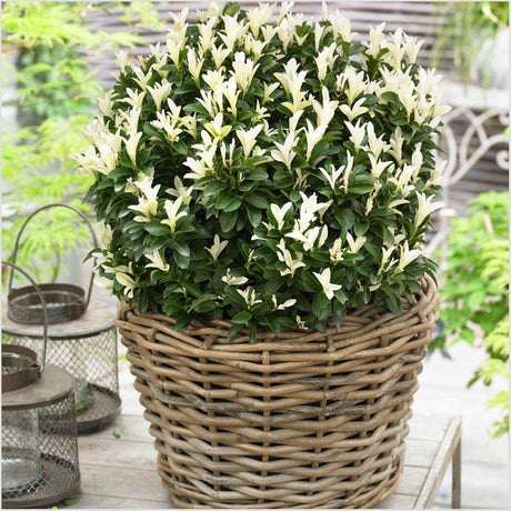 Японски мъдрец Euonymus Paloma Blanca