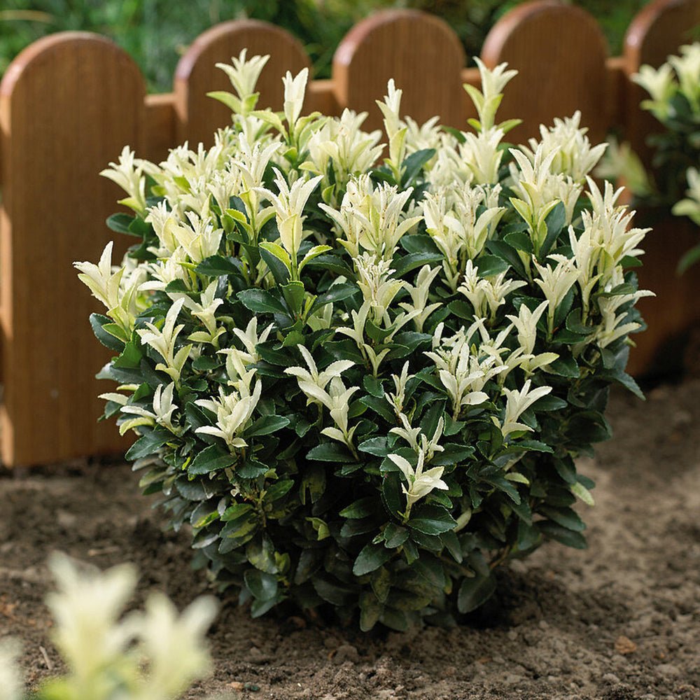 Японски мъдрец Euonymus Paloma Blanca
