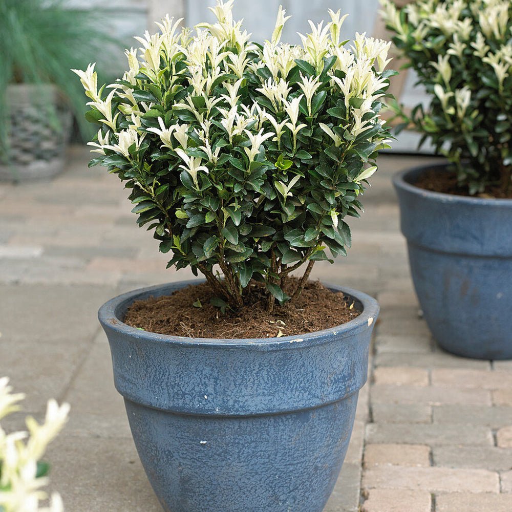 Японски мъдрец Euonymus Paloma Blanca