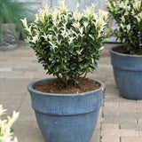 Японски мъдрец Euonymus Paloma Blanca
