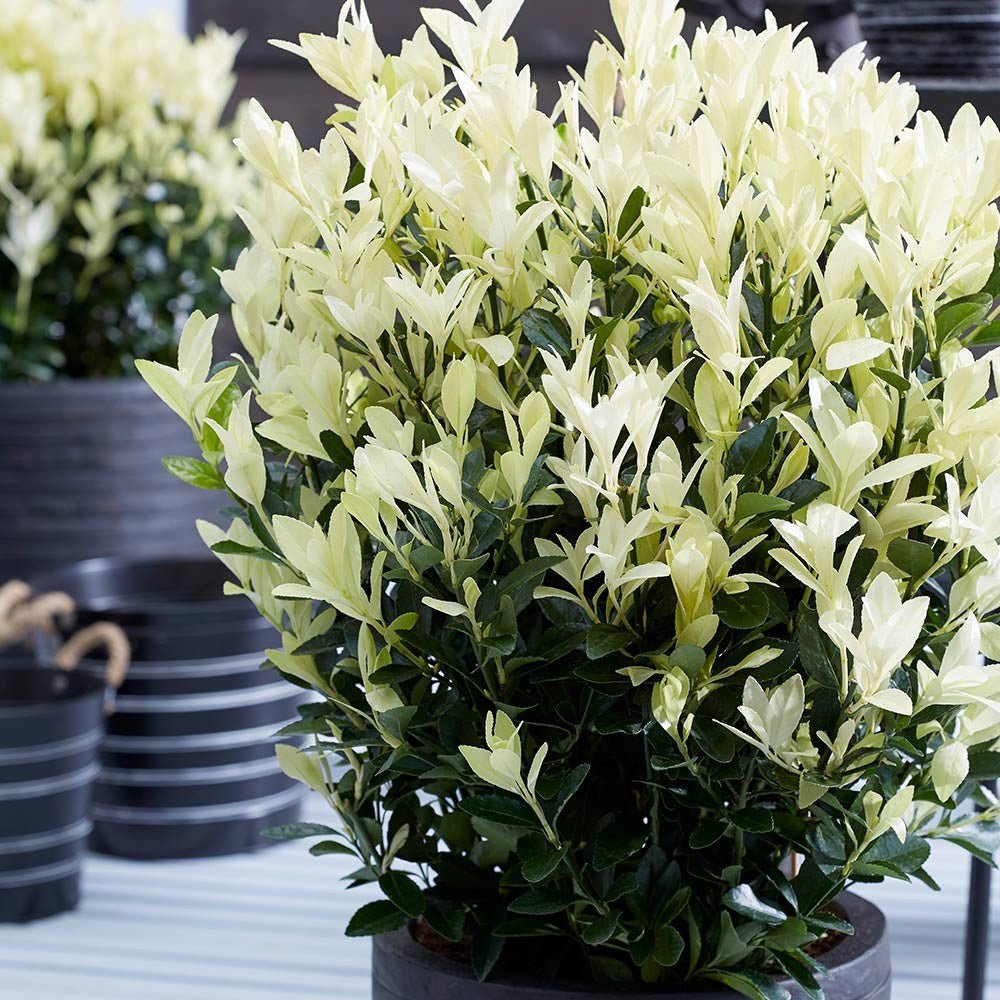 Японски мъдрец Euonymus Paloma Blanca