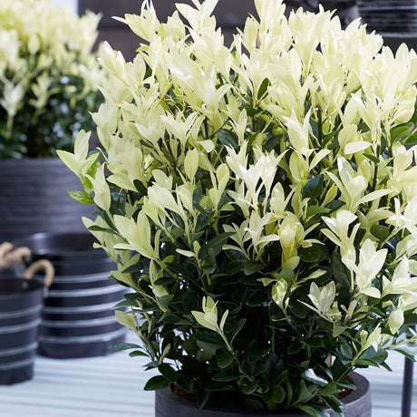 Японски мъдрец Euonymus Paloma Blanca