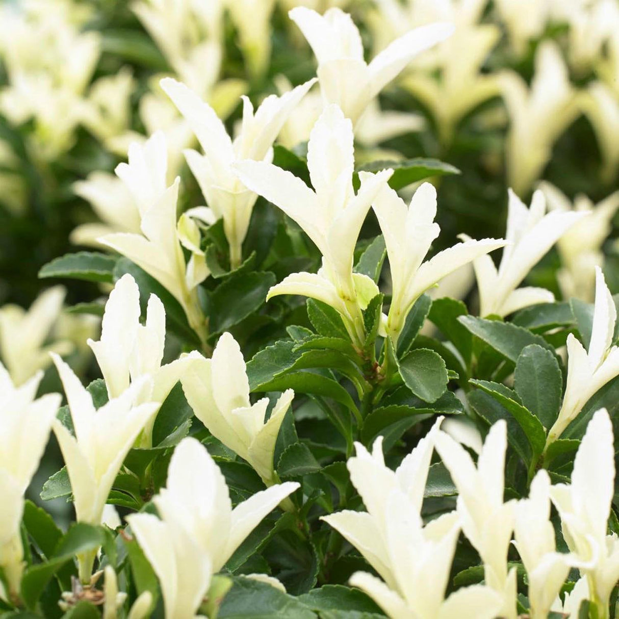 Японски мъдрец Euonymus Paloma Blanca