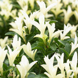 Японски мъдрец Euonymus Paloma Blanca